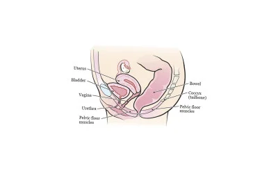 Pelvic Floor Muscle (Kegel) Exercises for Women to Improve Sexual Health