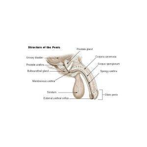 Dr Penis extender-min