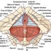 Anatomy of the Perineum