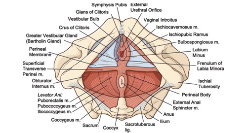 Anatomy of the Perineum